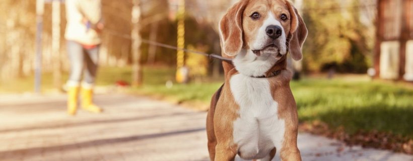 5 Grandi errori di addestramento e di trattamento che i padroni di Cani commettono spesso