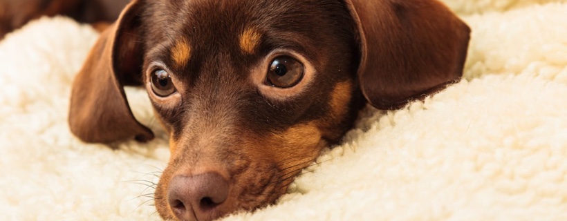 6 miti del comportamento canino sfatati
