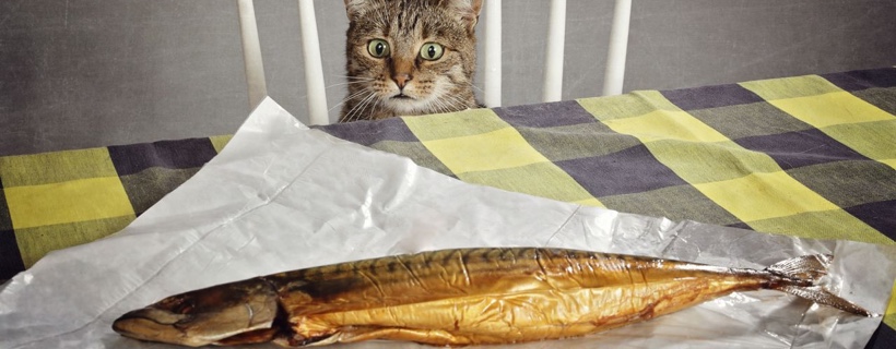 10 Dritte per invogliare i gatti esigenti a mangiare