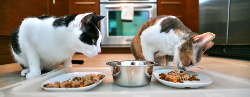Dritte su come dare da mangiare a più gatti nella stessa casa