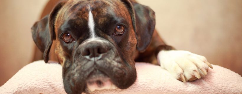 Come far smettere di russare un Cane: motivi ed i rimedi efficaci