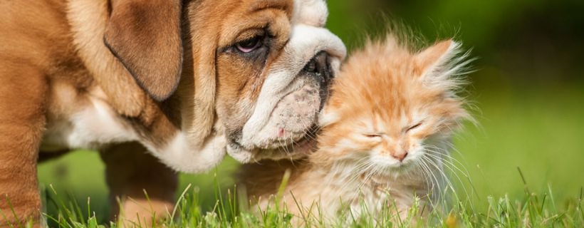 7 motivi per cui i Gatti sono più facili da tenere dei Cani