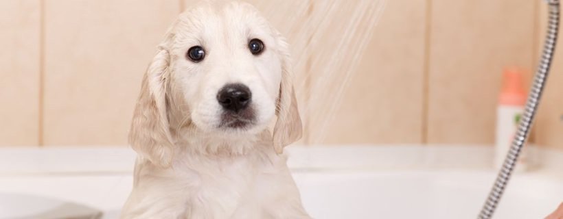 Shampoo allergenici per Cani: Ingredienti da evitare