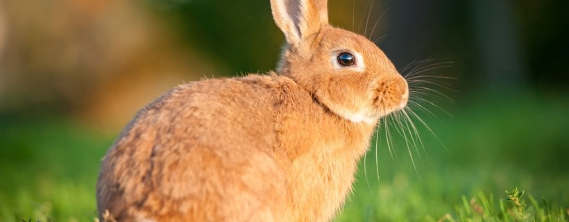 Abitudini sbagliate nel coniglio: Come correggerle