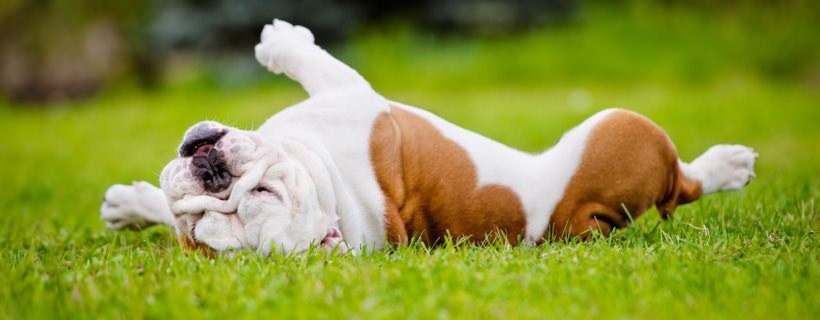 Perché i cani amano rotolarsi sull'erba?