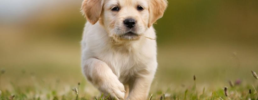 Consigli per chi ha appena preso un cane