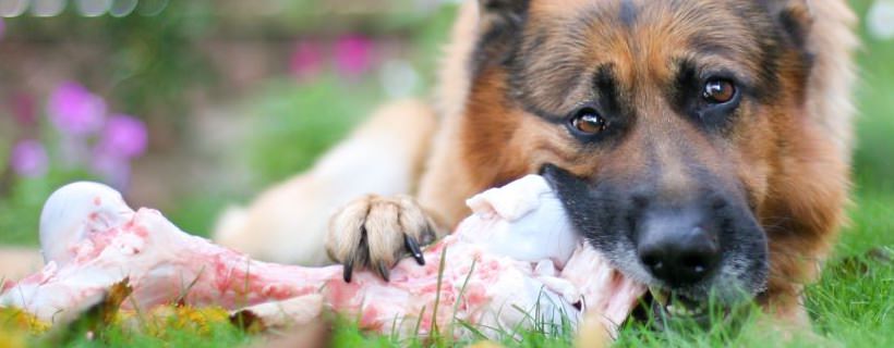 Dieta BARF: guida completa per l'alimentazione del cane
