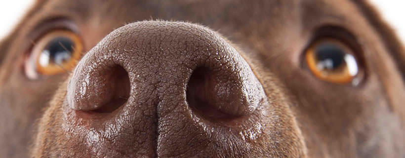 6 Motivi per cui il vostro cane potrebbe avere il naso secco