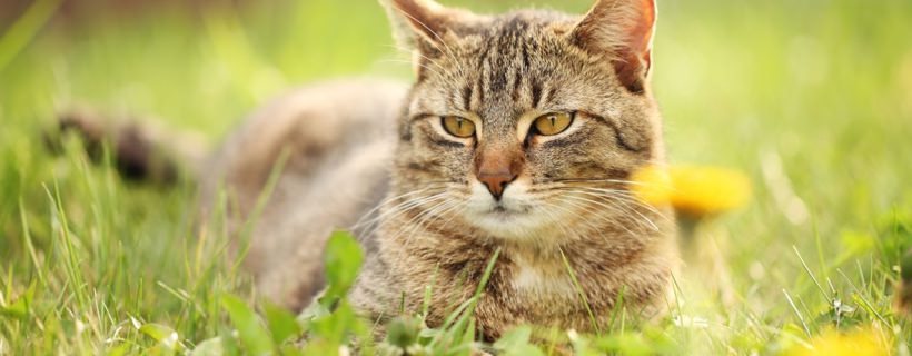 Mantenere i gatti fuori da determinate parti del vostro giardino
