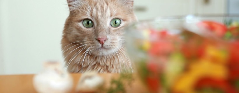 I gatti possono fare una dieta vegana?