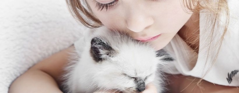 8 razze di gatti ideali per le famiglie con bambini
