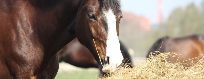 Come cambiare in maniera salutare il nutrimento del tuo cavallo
