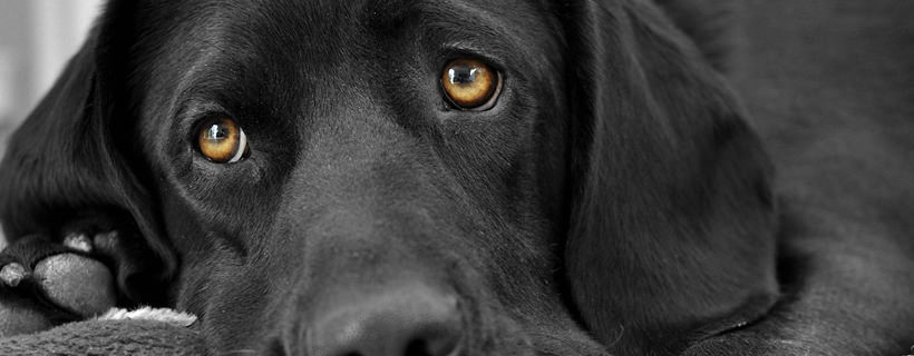 Alcuni miti comuni sulla cura e sul comportamento dei cani