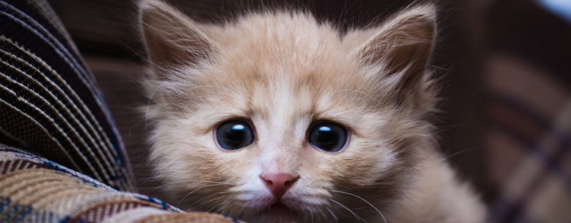 Gatto fifone: perché il tuo gatto è cosi inquieto?
