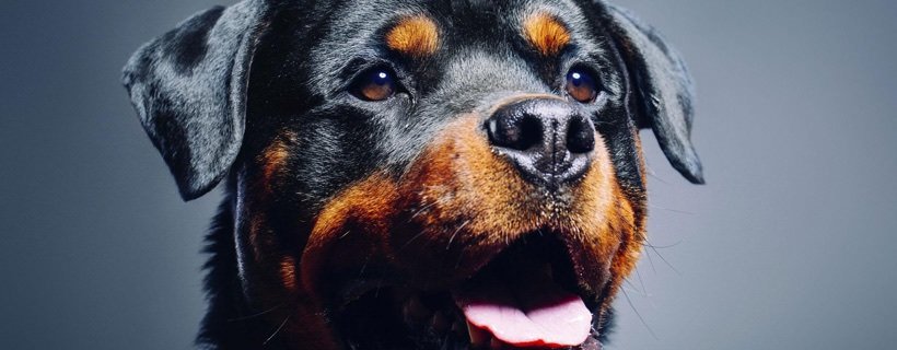 Come il giusto tipo di esercizio può aiutare le articolazioni dei cani di razze grandi