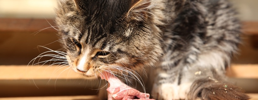 Preparare pasti più gustosi per il tuo gatto
