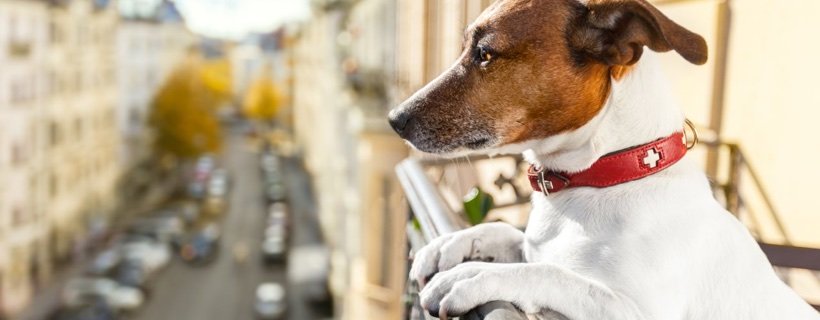 Cani e Balconi: Come tenerli al Sicuro