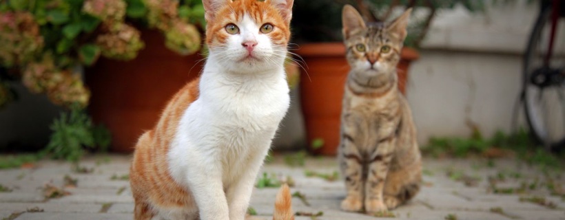 Quale tipo di gatti da rifugio sono i più comunemente trascurati?
