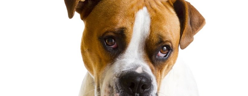 6 Miti Demistificati sul Comportamento dei Cani