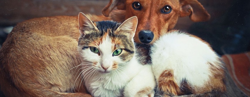 Le cinque più grandi somiglianze tra Cani e Gatti