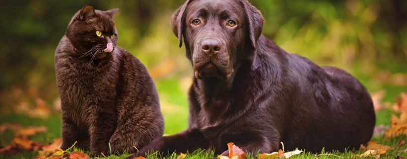 I Gatti vivono più a lungo dei Cani?