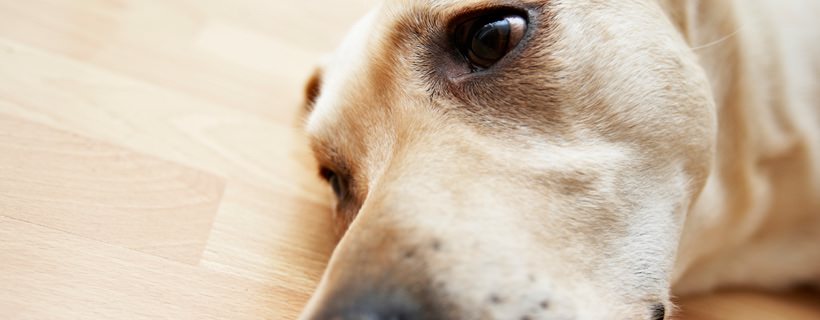 Intossicazione da Xilitolo nel cane | Sintomi e Trattamento