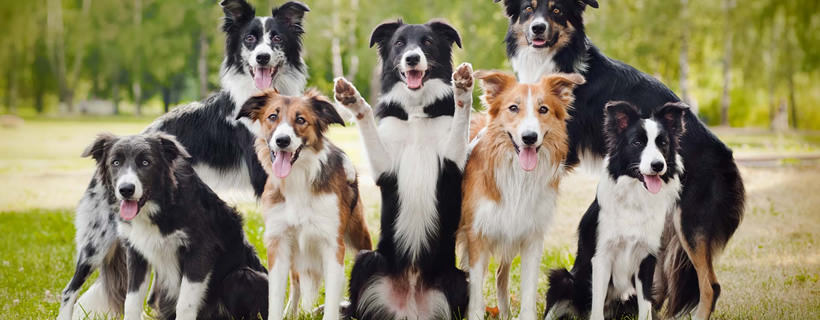 I cani più intelligenti: 10 razze canine più intelligenti del mondo