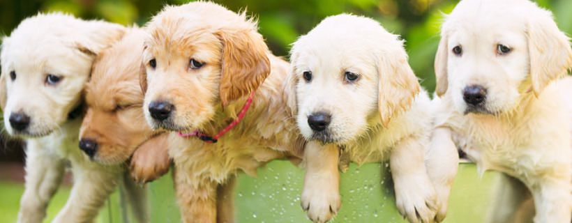 Cinque svantaggi del possedere due o più cani