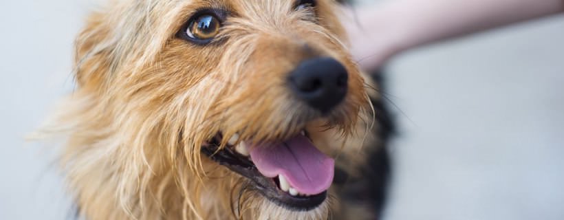 Cosa fare se il tuo Cane ha Paura degli Sconosciuti?