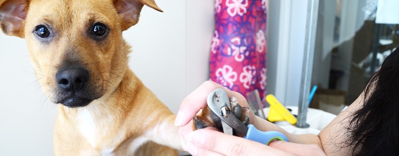 Come tagliare le unghie ad un cane: una guida dettagliata e completa