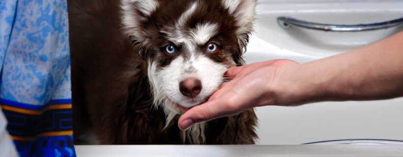 Come impedire al tuo Cane di bere dal WC
