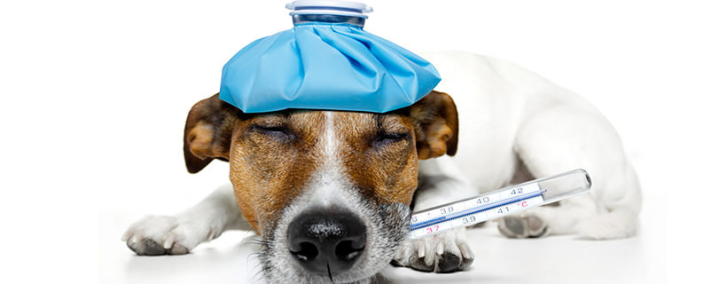 I cani possono trasmettere l'Ebola? Ecco la verità, fatti alla mano