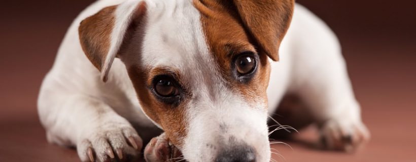 6 segnali d’allarme per capire che il vostro cane sta soffrendo