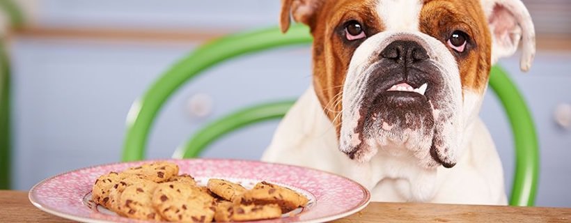 Perché diamo troppo cibo al nostro cane? Le 5 scuse più usate