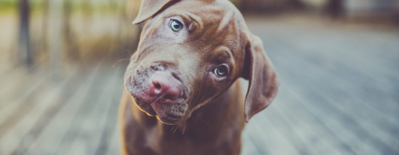 Perché il cane inclina spesso la testa?