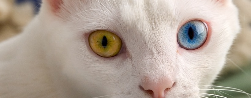 Perché il colore degli occhi dei gatti cambiano?
