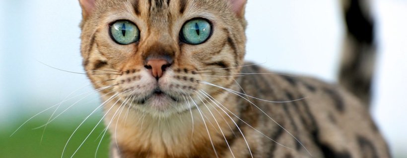 Pensare come un gatto: 5 modi per arricchire la vita del vostro gatto