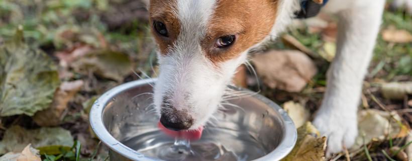 Cosa può bere un cane a parte l’acqua?