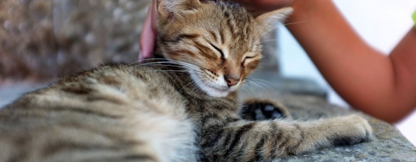 Come i gatti usano gli odori per comunicare tra di loro (e con voi)