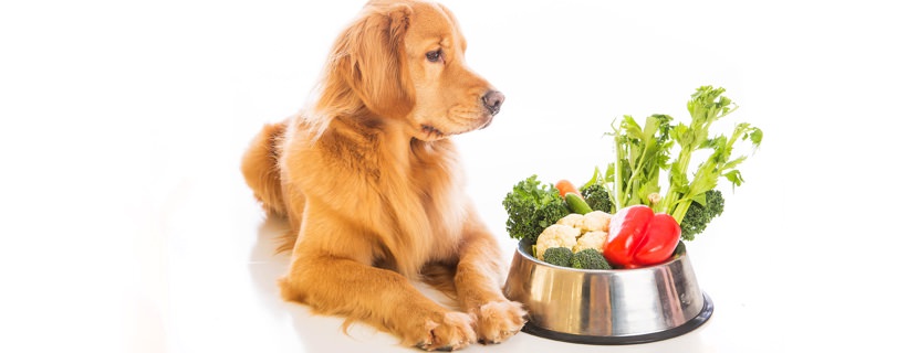 Dieta del cane &amp; cancro: i migliori consigli sull’alimentazione