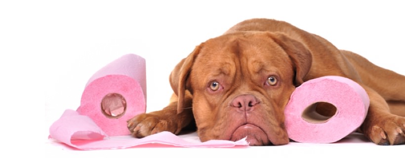 La Diarrea nei Cani: Cause, diagnosi & Cura della diarrea