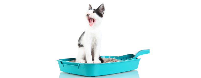 Gatto stitico: sintomi, cause e i migliori rimedi naturali
