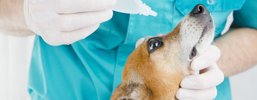 La Congiuntivite nei Cani: Cause, sintomi, cura & Prevenzione
