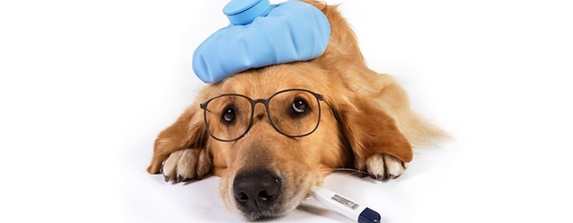 Il Linfoma nei Cani: tipi, sintomi, le cause e la cura