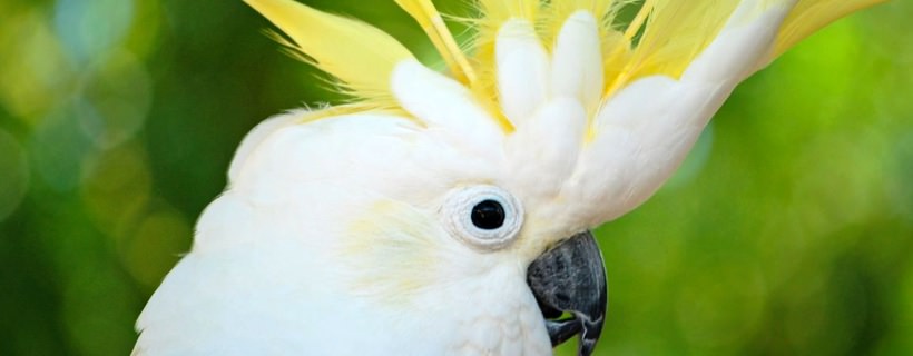 I pappagalli e lo stress: Cause, sintomi e Soluzioni