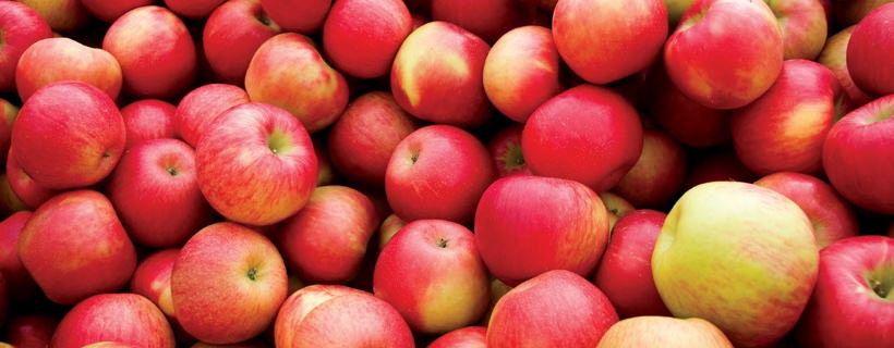 I criceti possono mangiare le mele?