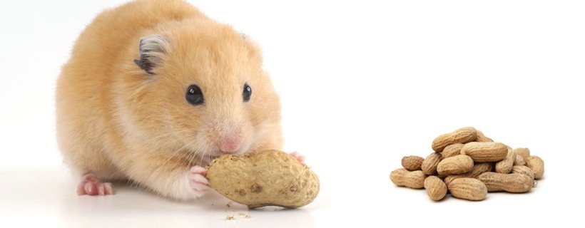 I criceti possono mangiare le arachidi?