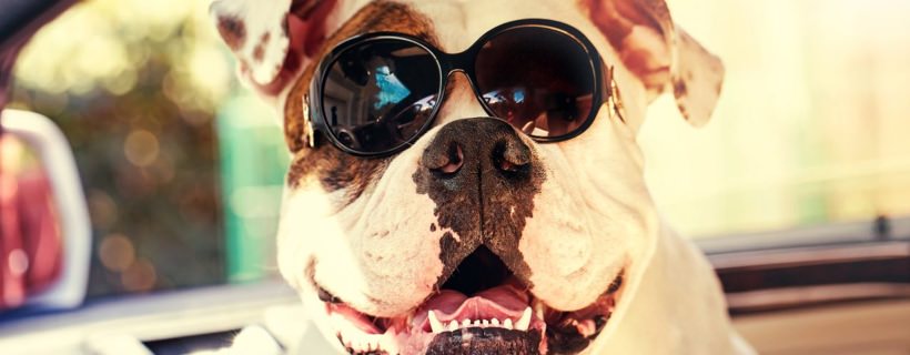 6 Consigli per Proteggere il tuo Cane dal Sole