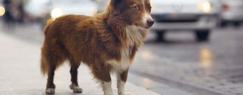 Mantenere il cane in un ambiente urbano