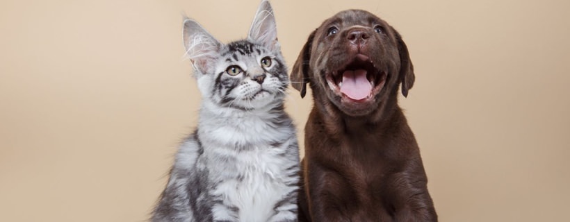 Le cinque più grandi differenze tra Cani e Gatti